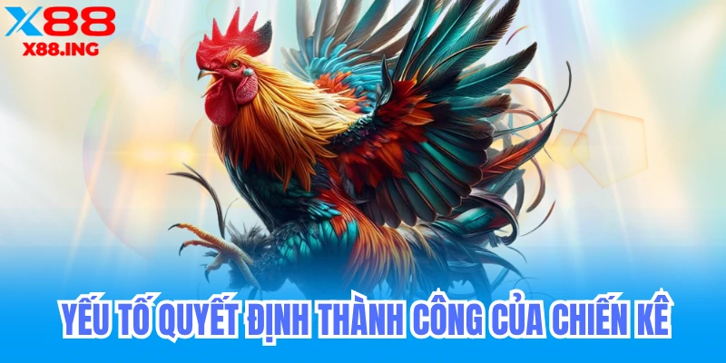 Đá gà thomo đỉnh cao